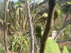 Figs on their way