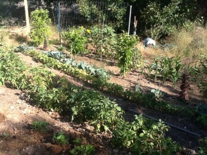 Veg plot is coming along nicely