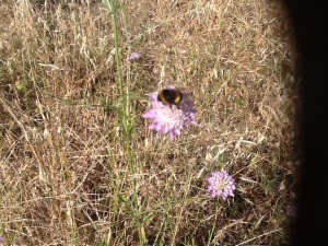 So many bumble bees this year, is it because of no spraying?